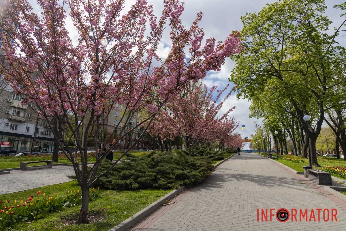 Ідеї для фотографій: де у Дніпрі ще розквітли алеї сакур та тюльпанів 36
