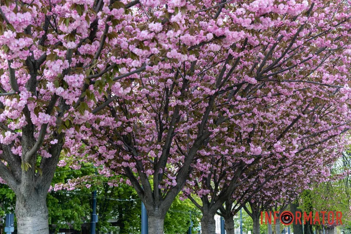 Ідеї для фотографій: де у Дніпрі ще розквітли алеї сакур та тюльпанів 39