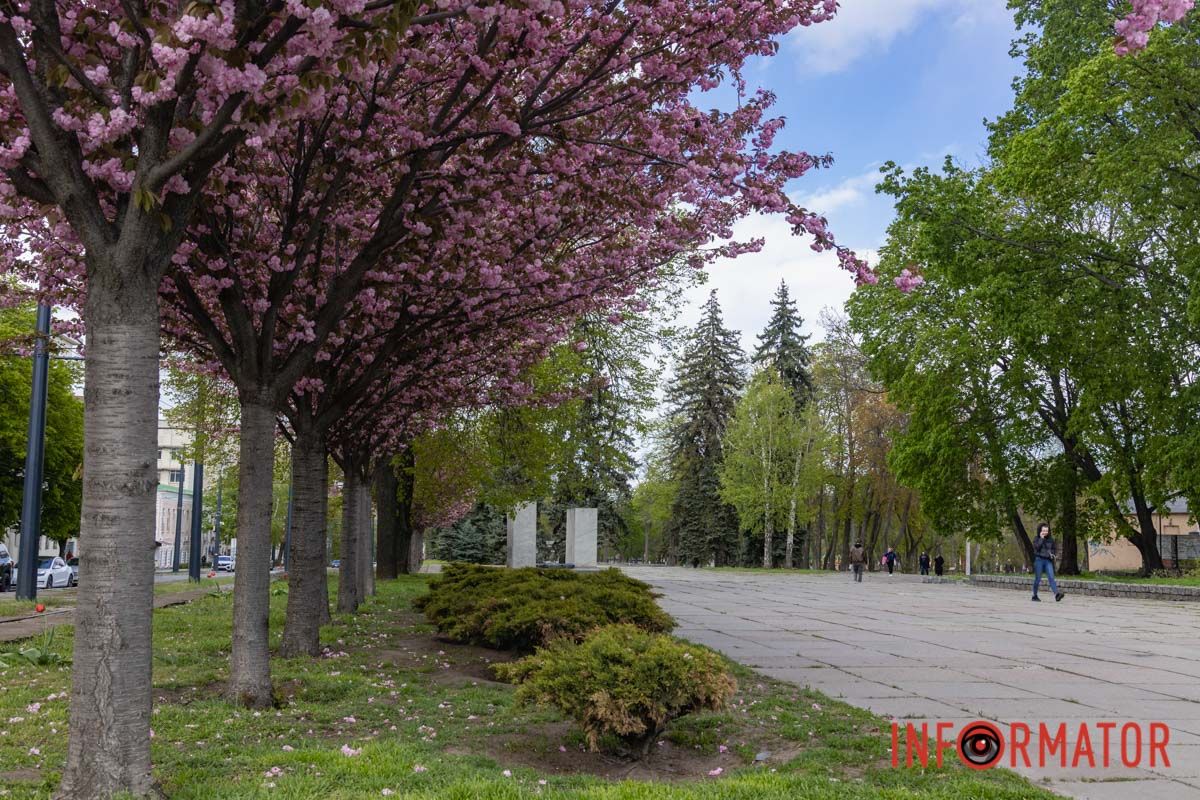 Ідеї для фотографій: де у Дніпрі ще розквітли алеї сакур та тюльпанів 41
