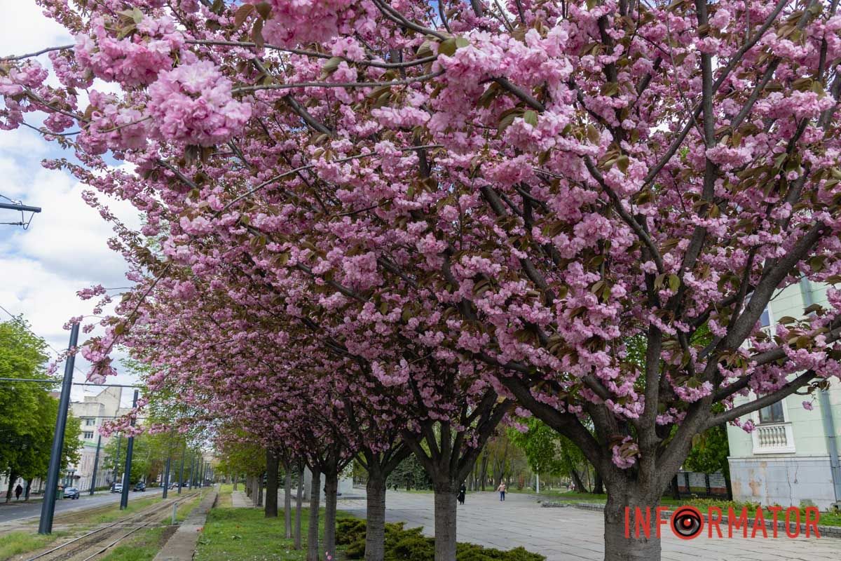 Ідеї для фотографій: де у Дніпрі ще розквітли алеї сакур та тюльпанів 37