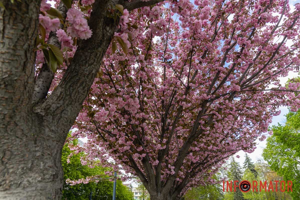 Ідеї для фотографій: де у Дніпрі ще розквітли алеї сакур та тюльпанів 45