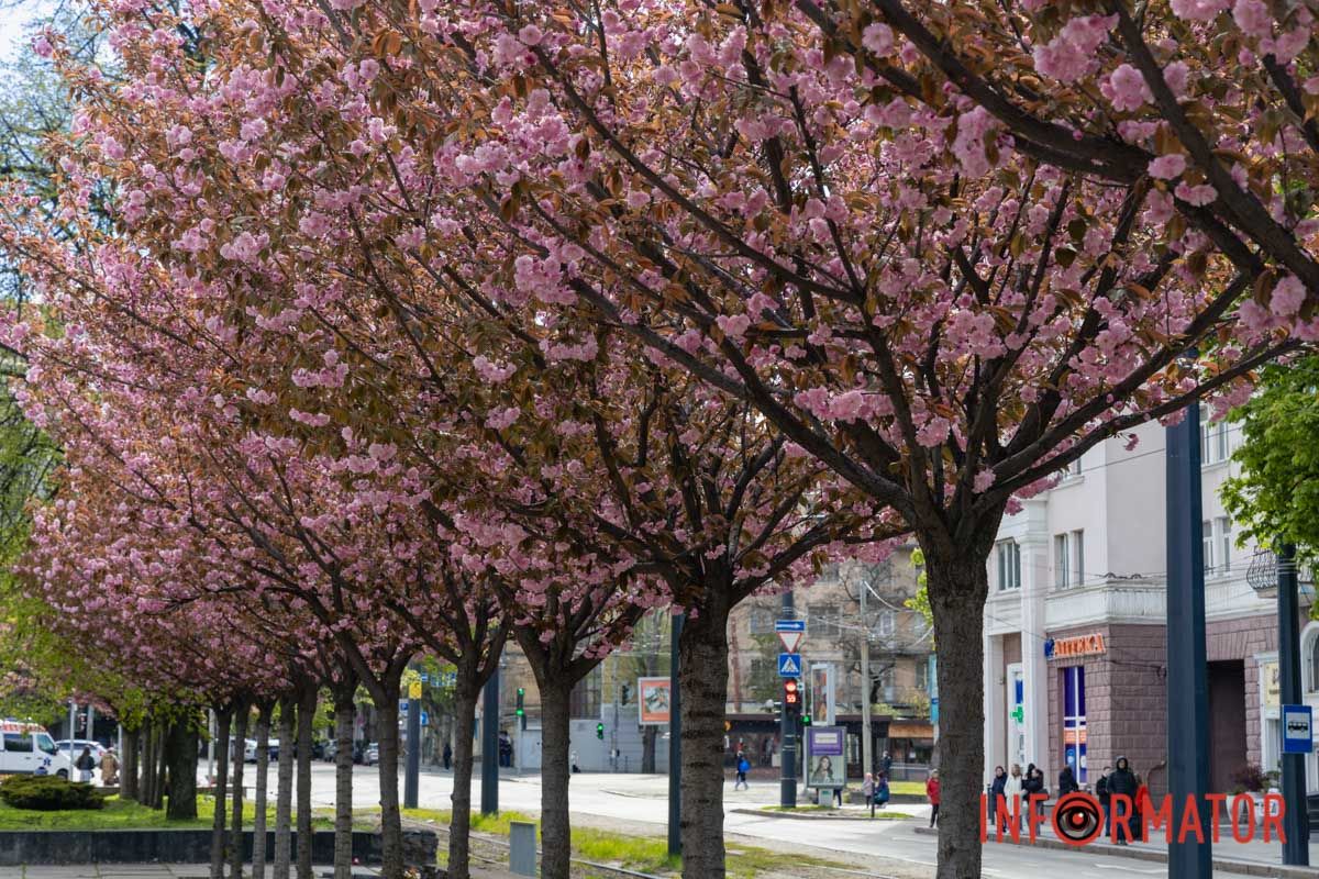 Ідеї для фотографій: де у Дніпрі ще розквітли алеї сакур та тюльпанів 32