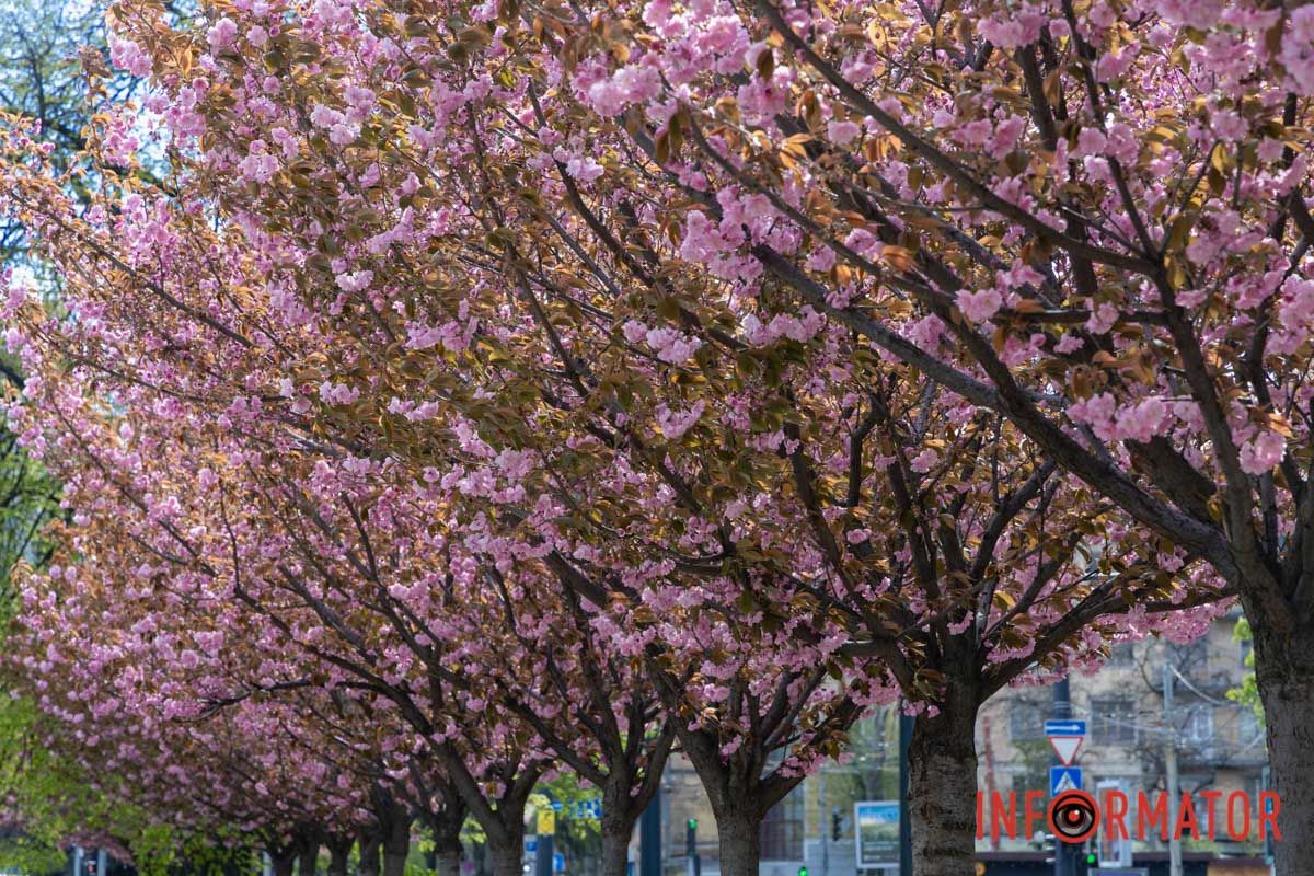 Ідеї для фотографій: де у Дніпрі ще розквітли алеї сакур та тюльпанів 43