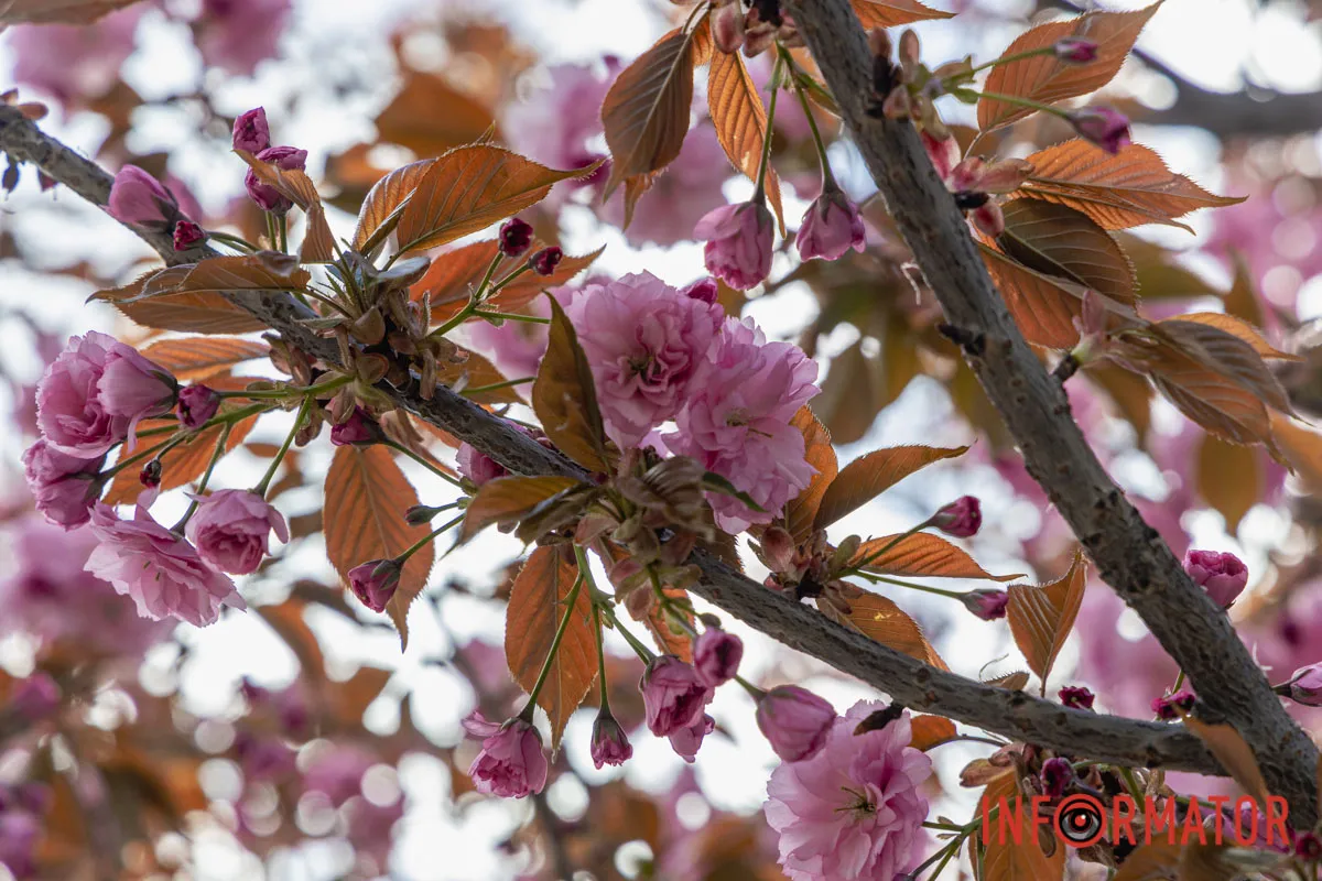 Ідеї для фотографій: де у Дніпрі ще розквітли алеї сакур та тюльпанів 40