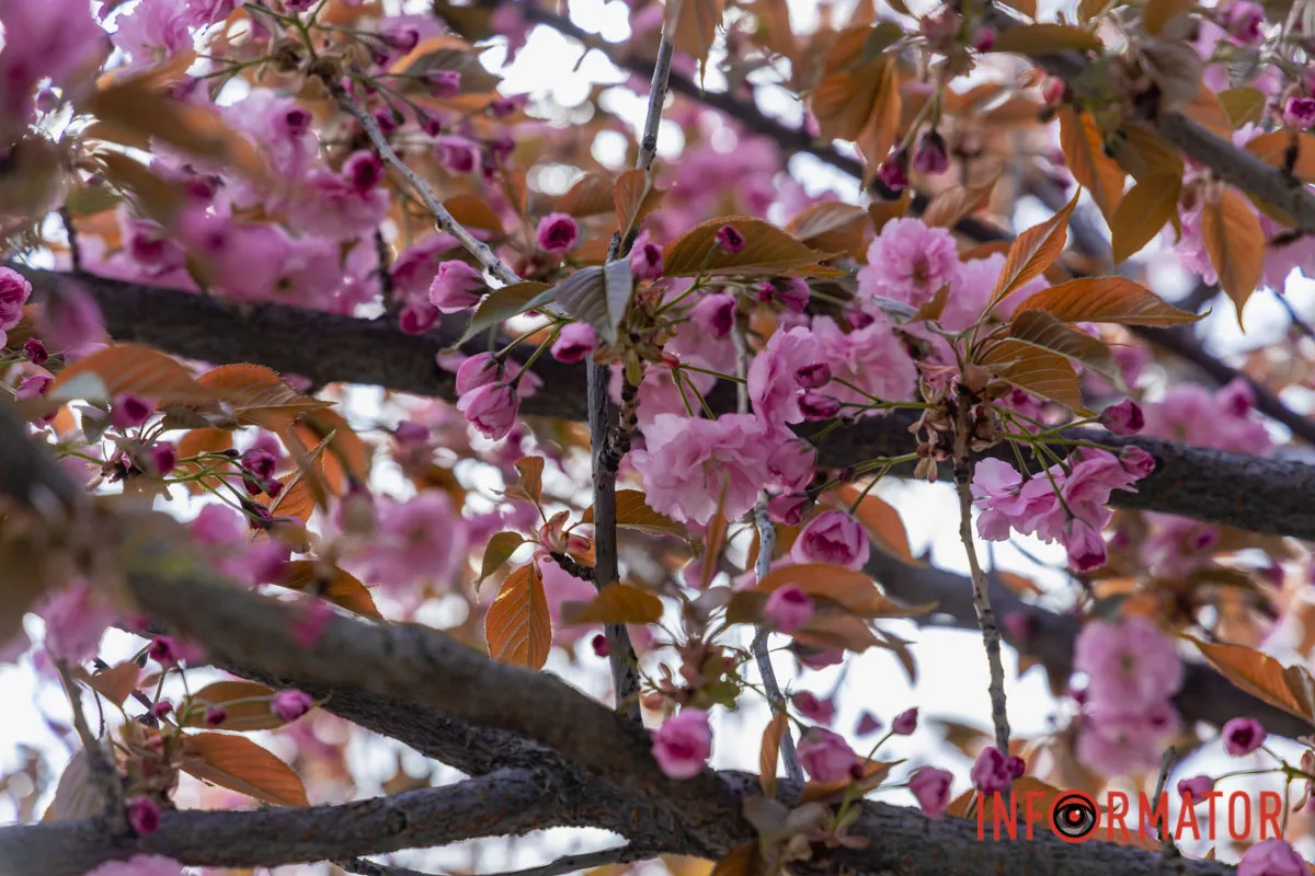 Ідеї для фотографій: де у Дніпрі ще розквітли алеї сакур та тюльпанів 34