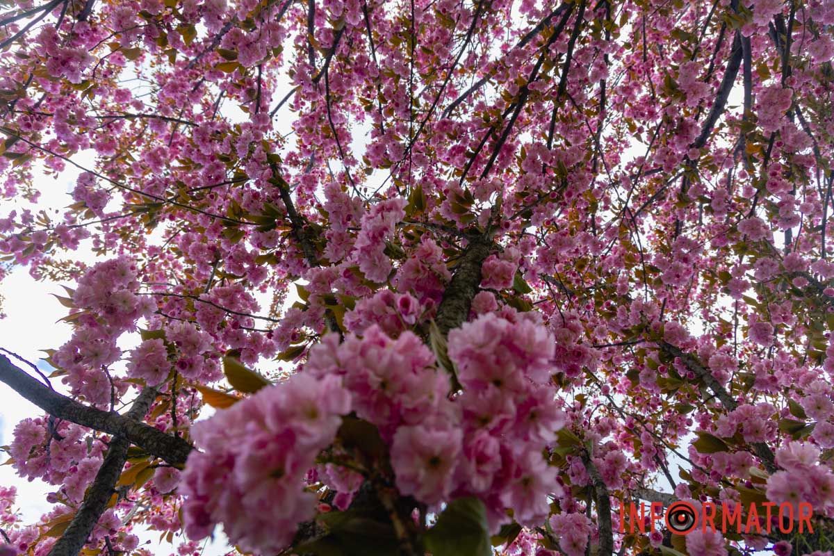 Ідеї для фотографій: де у Дніпрі ще розквітли алеї сакур та тюльпанів 44