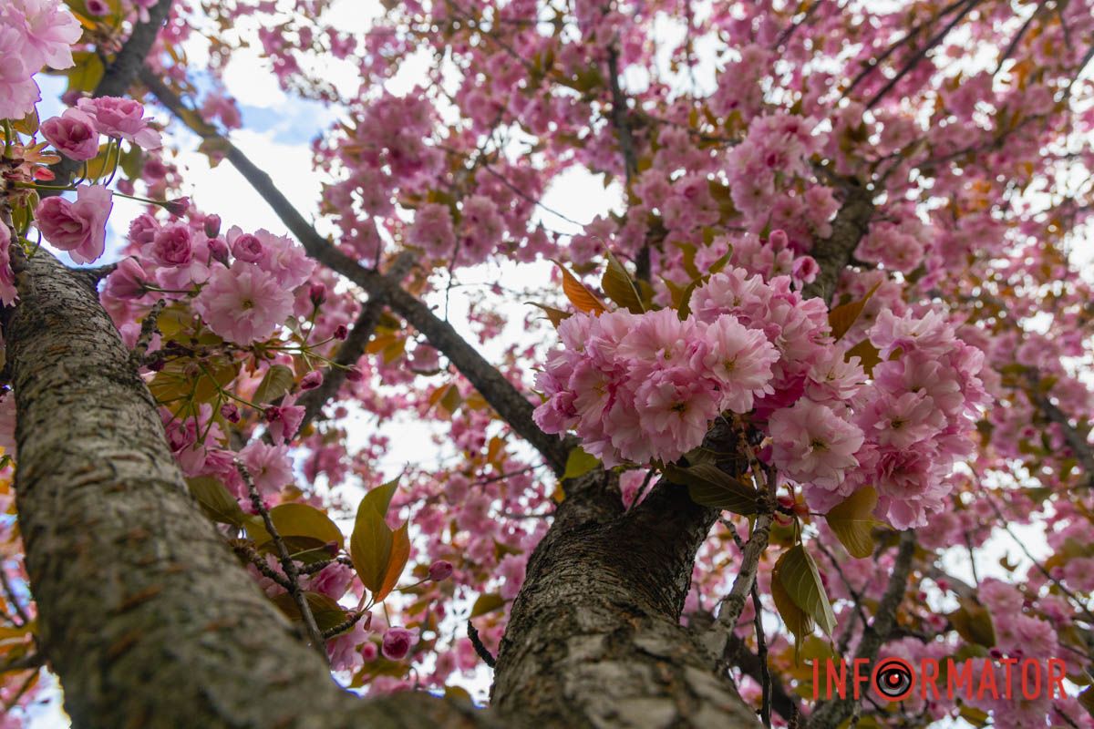 Ідеї для фотографій: де у Дніпрі ще розквітли алеї сакур та тюльпанів 42