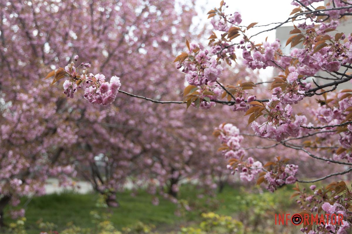 До Дніпра нарешті завітала справжня весна
