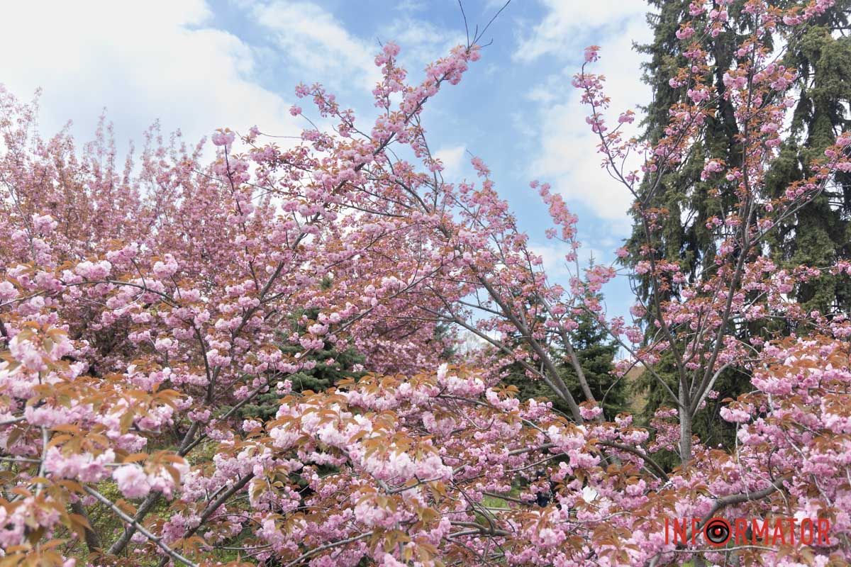 Дехто просто прийшов, що насолодитись ароматом весняних квітів