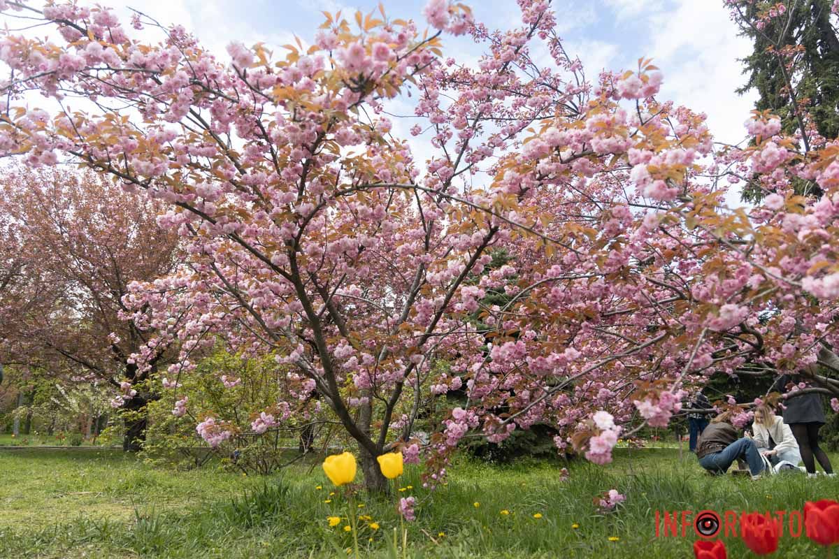 Однією з найпопулярніших локацій для прогулянок став парк Українського державного університету науки та технологій (колишній ДІІТ)