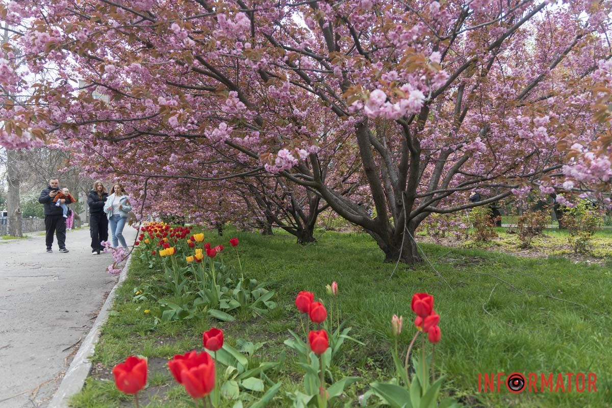 Місто заполонило ніжне цвітіння