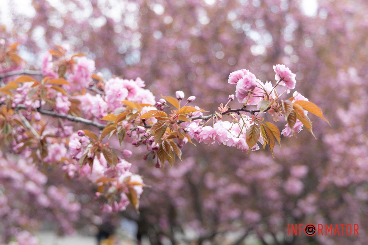 Цвітіння сакури досить коротке