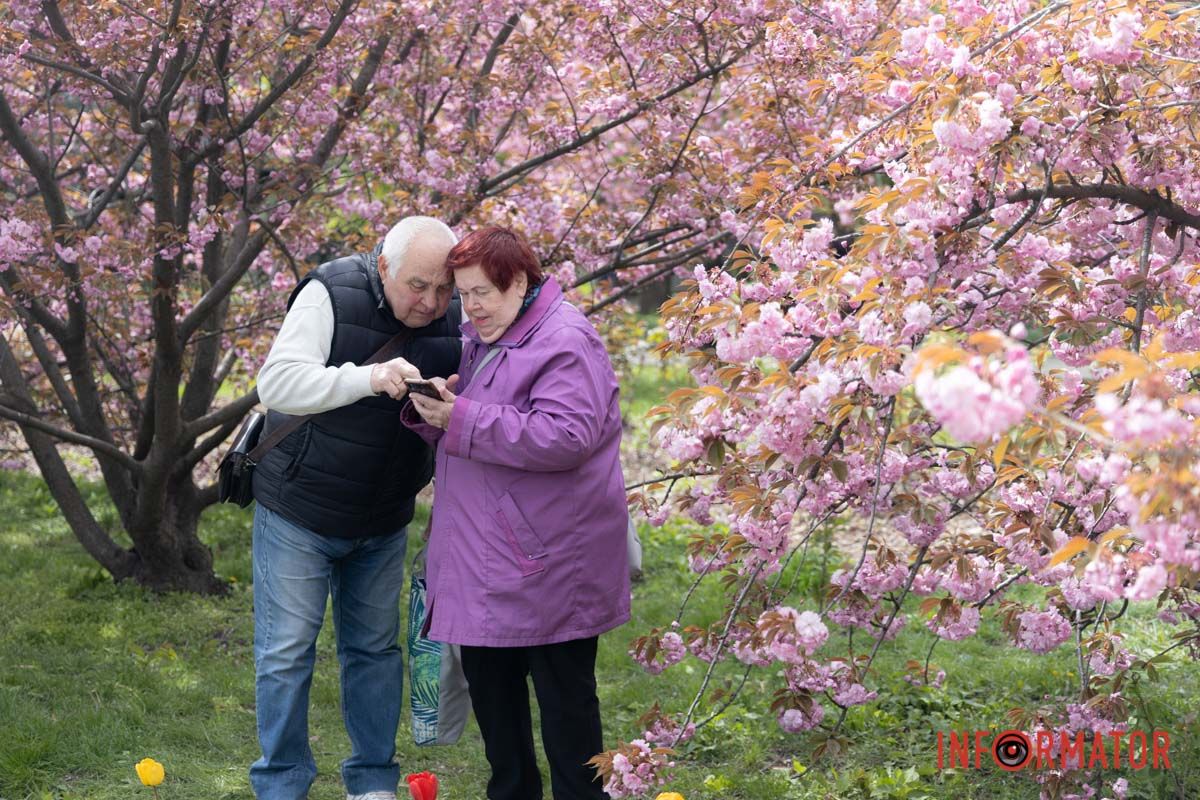 Біля рожевих дерев зібралося чимало містян
