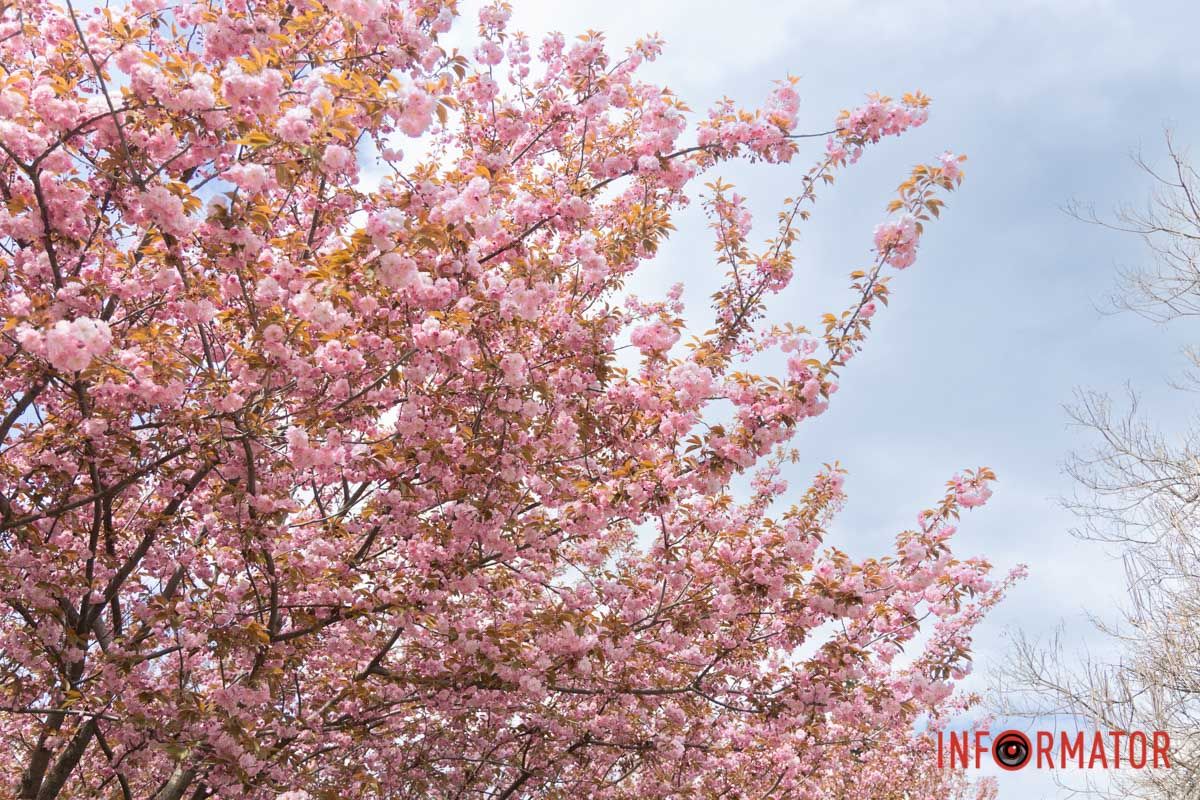 Неймовірна природа весни