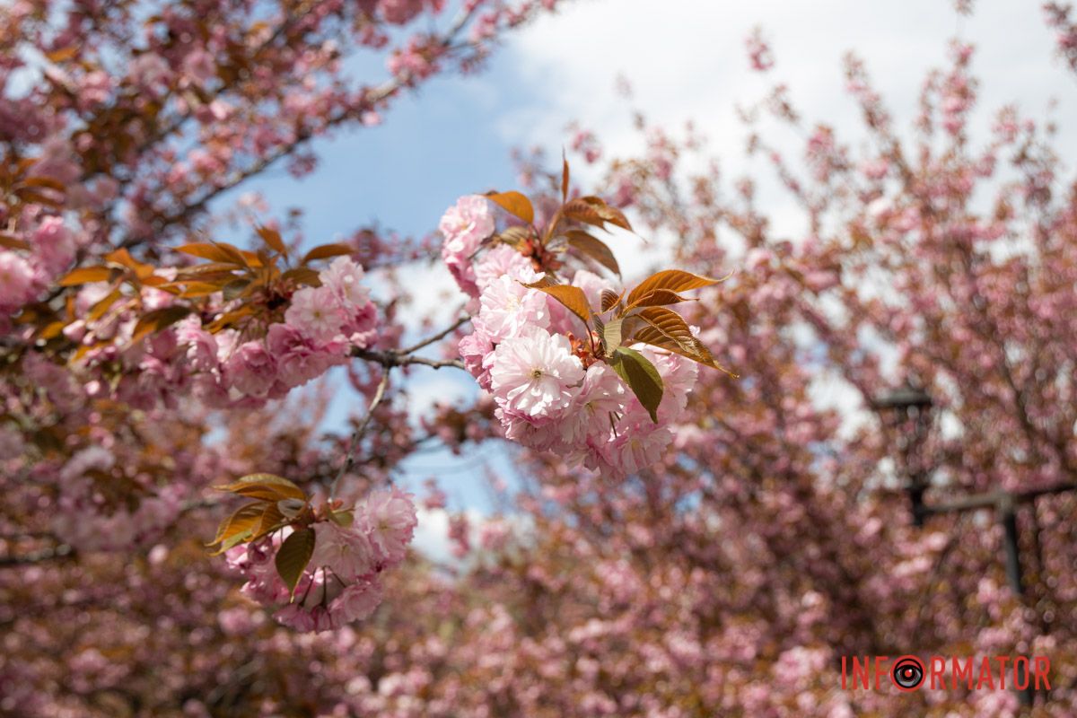 Цвітіння сакур  перетворили територію на справжній японський сад