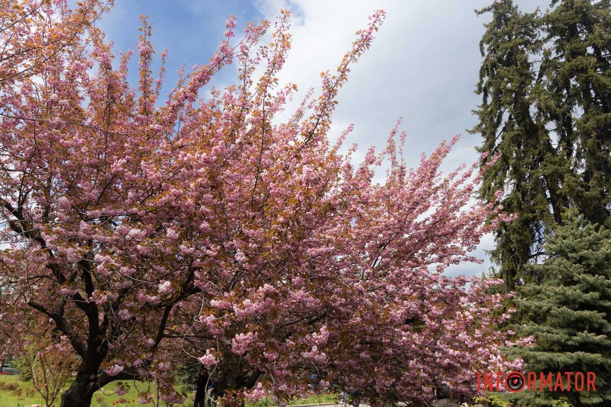 Саме там розквітли десятки сакур