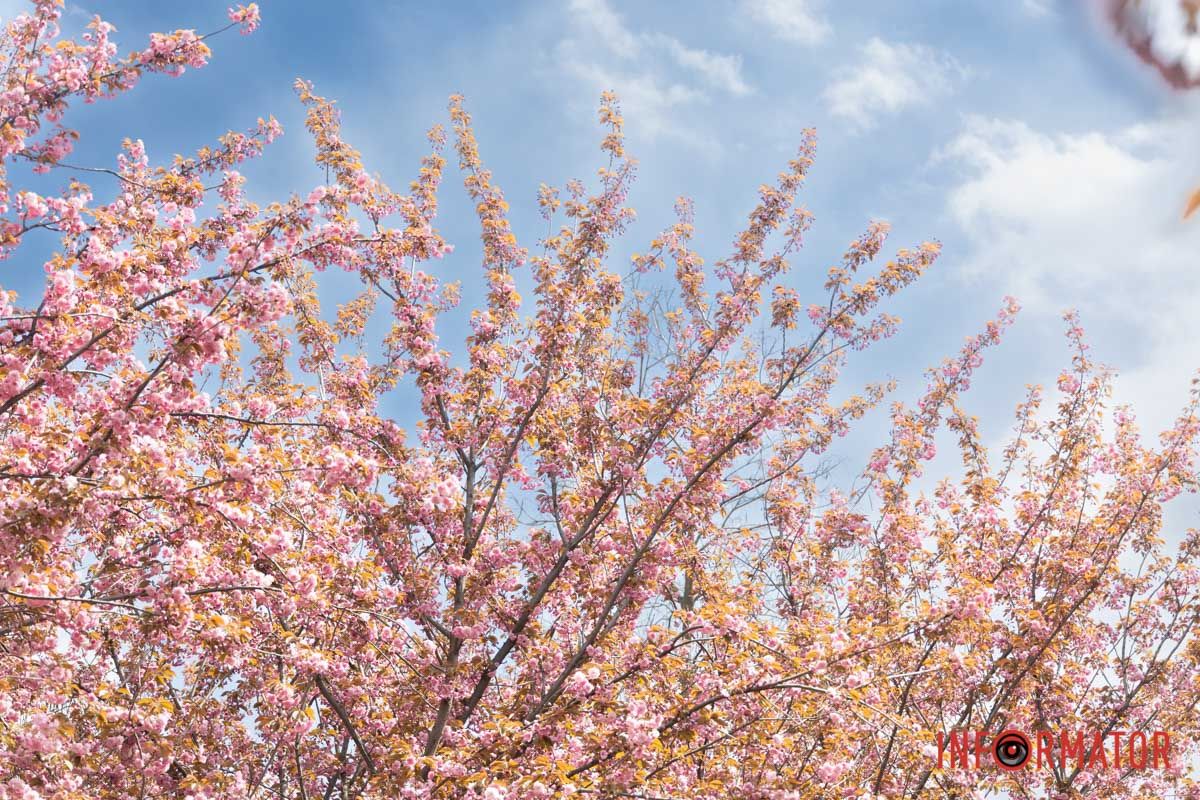Рожева вата на фроні неба