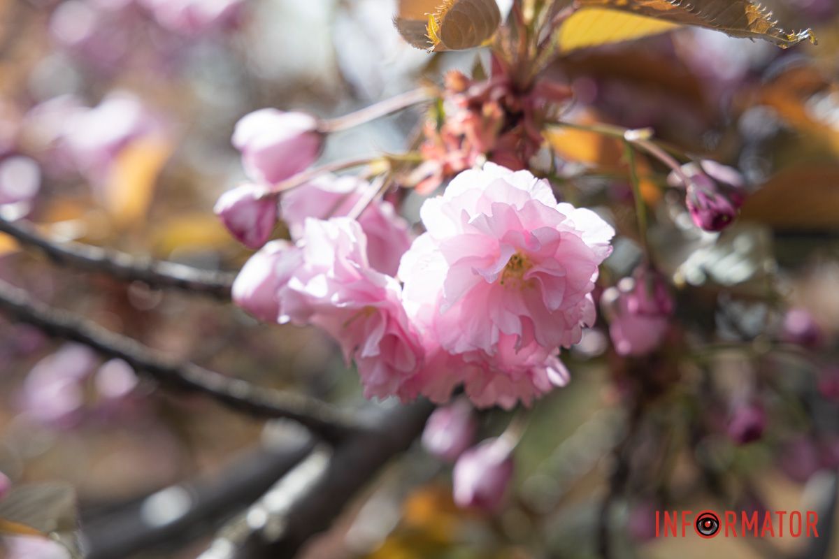 Квіткова пастель