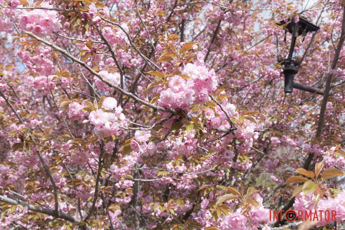 Японська магія в Дніпрі