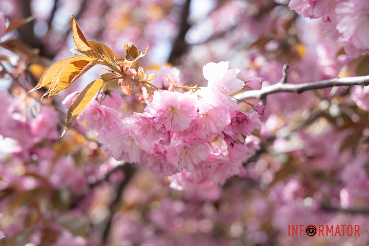 Незважаючи на велику кількість людей, у цьому місці дуже спокійна та позитивна атмосфера