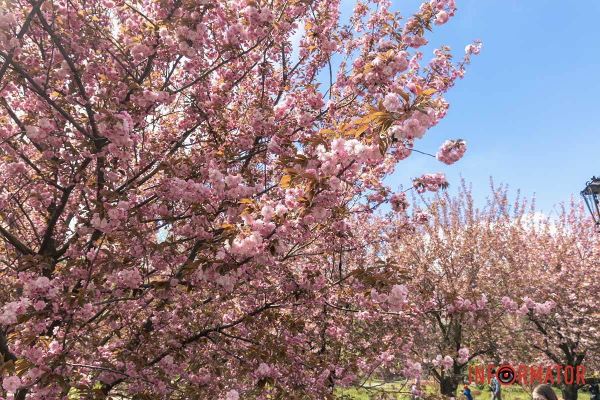 Весняний іній