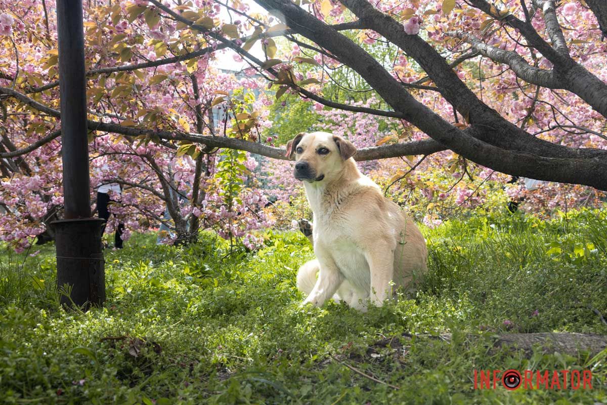 І тваринкам вам теж тут сподобається 