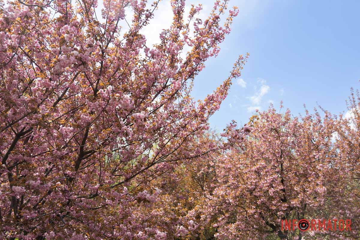 Рожевий прибій