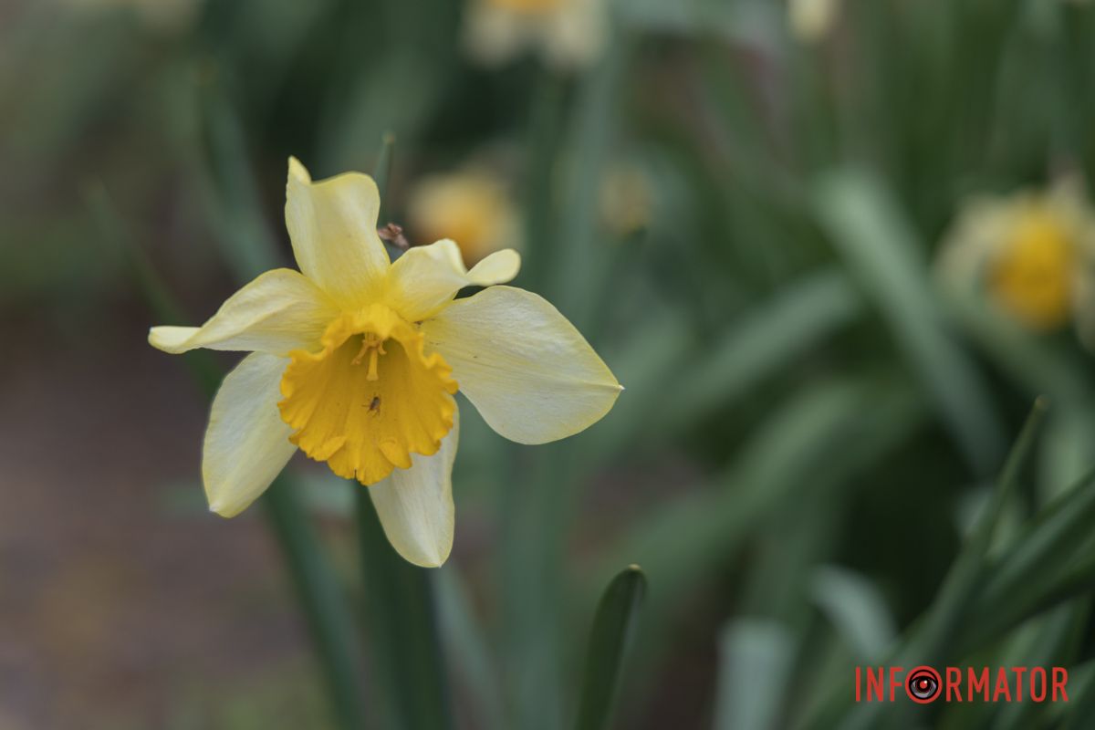 Можна також побачити нарциси