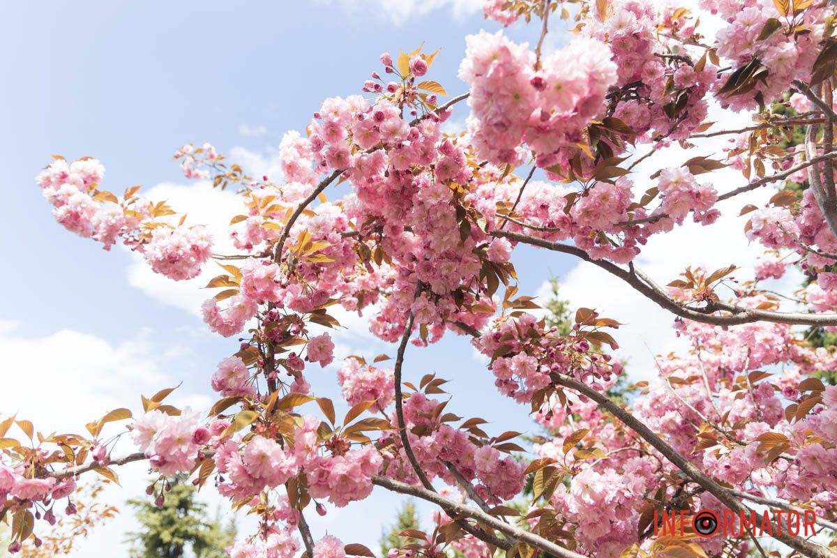 Ніби хвилі ніжного цвіту накрили вулиці міста.
