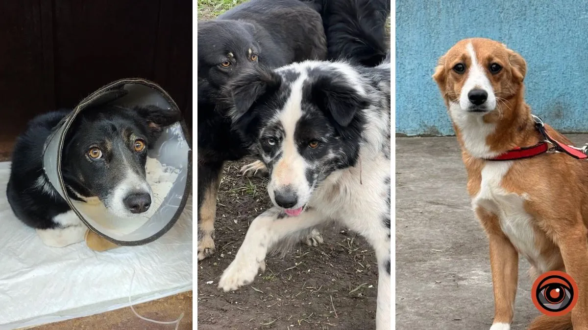 «Прийшли й великі біди»: на межі голоду опинився дніпровський притулок, в якому знайшли прихисток 77 пухнастиків