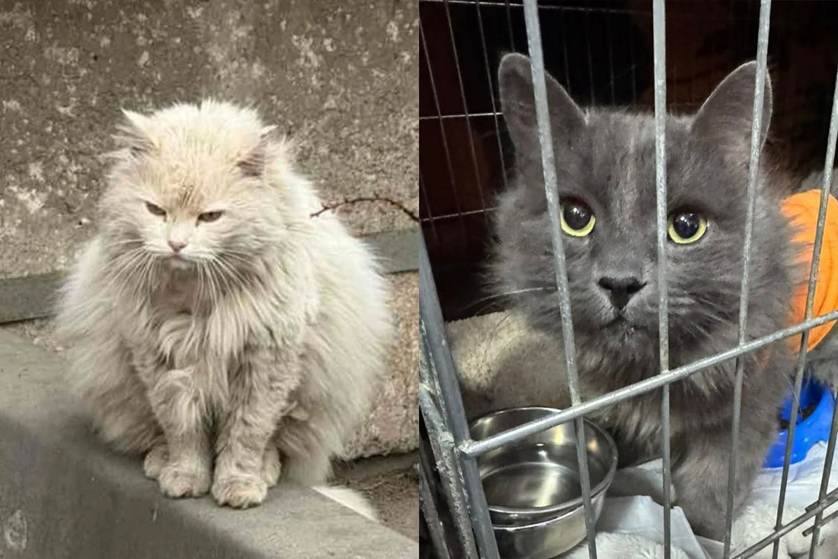 Двоє котиків шукають дім