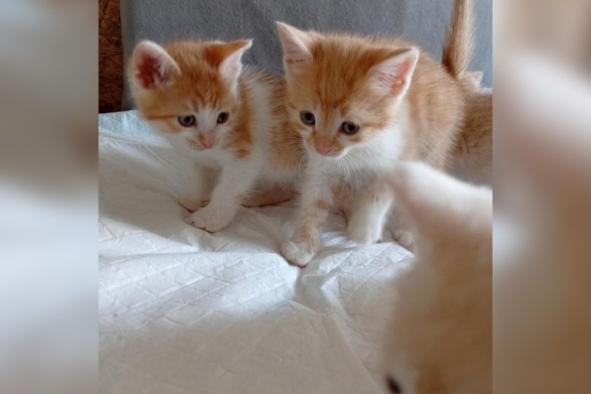Кошенята шукають родину