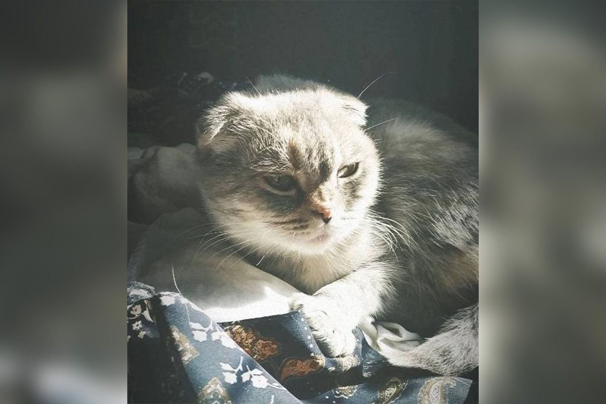 Кішечка шукає домівку