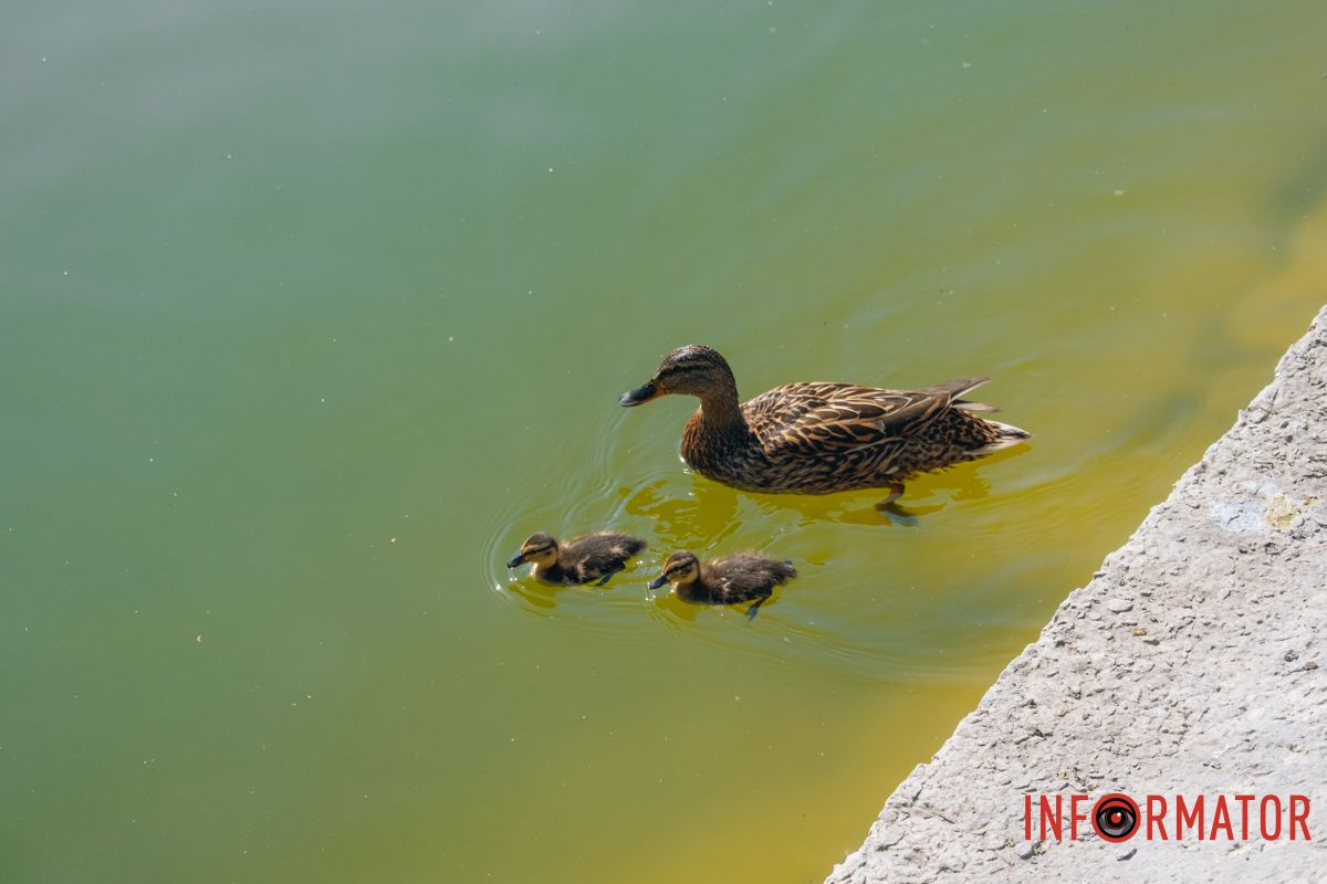 Перші дні життя на воді