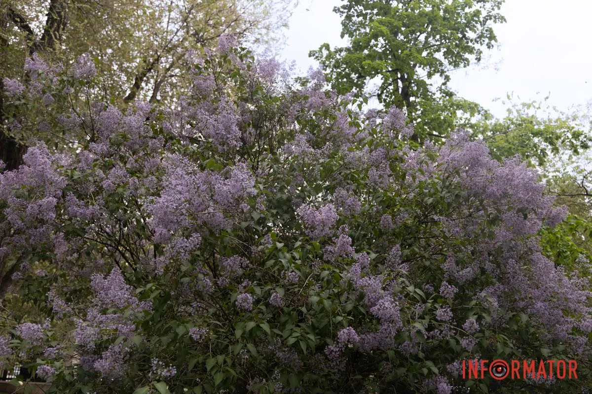 Фіолетові хмаринки