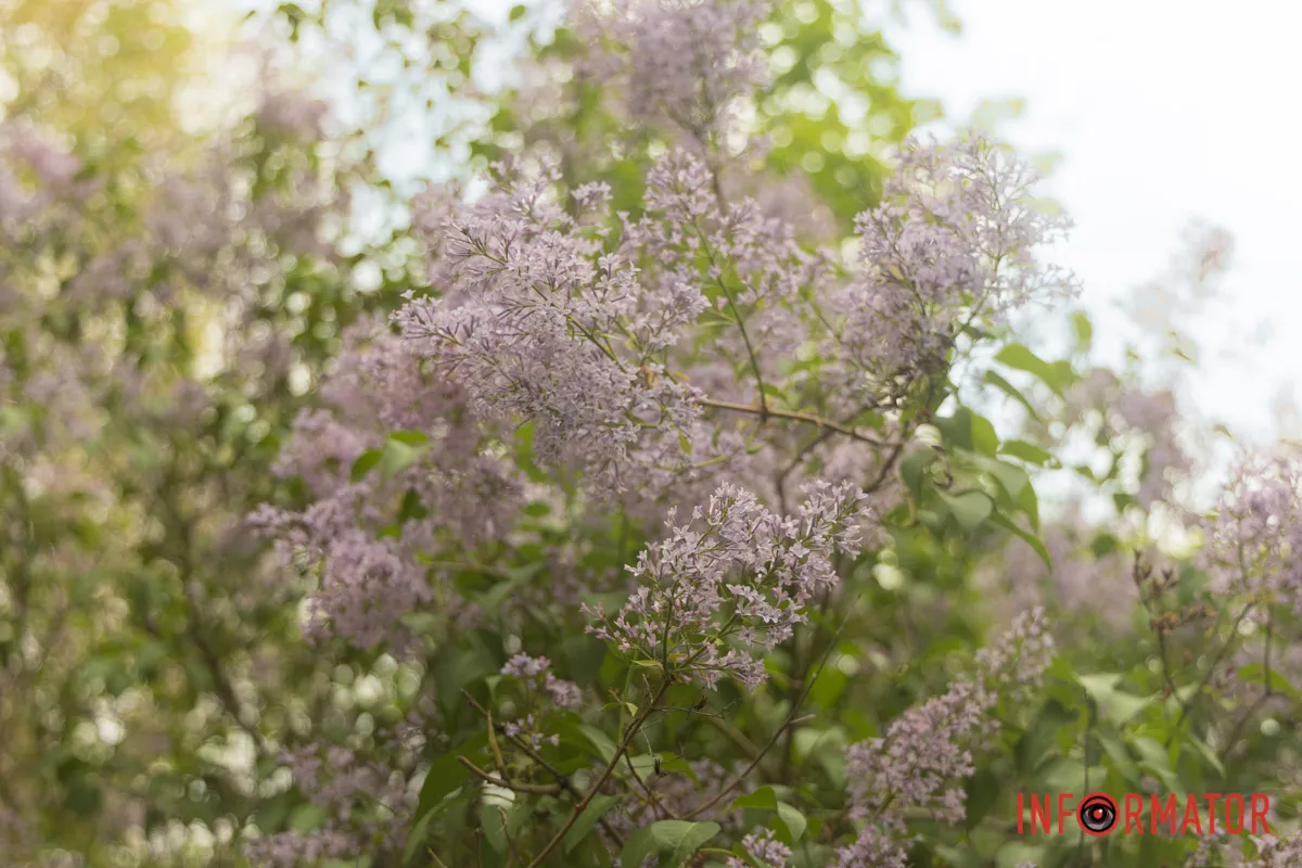 Фоторепортаж із найпахучішої локації міста