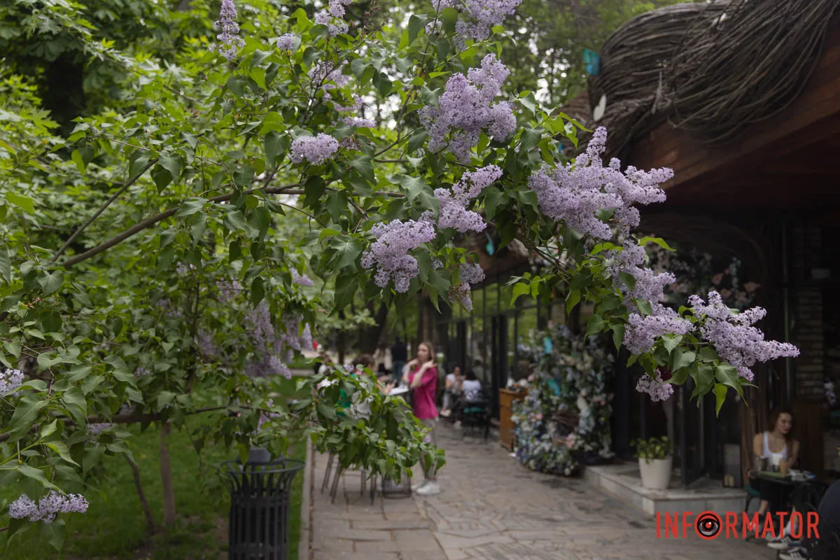 Міський пейзаж доповнює бузок