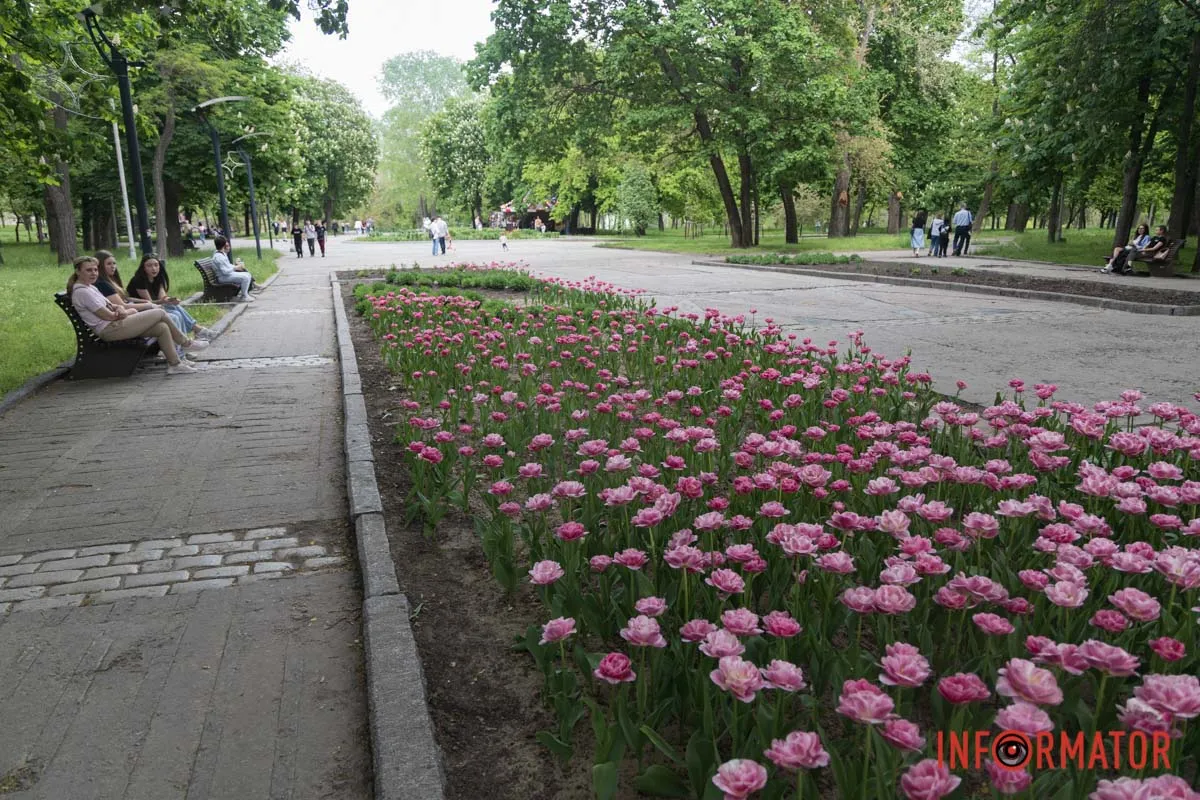 Усі захваті від цих тюльпанів