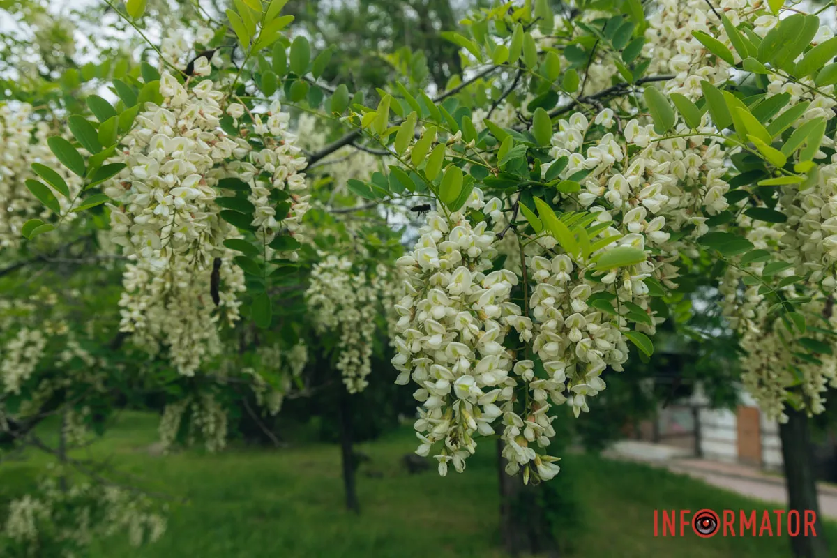 Білі хмаринки над річкою Білі хмаринки над річкою