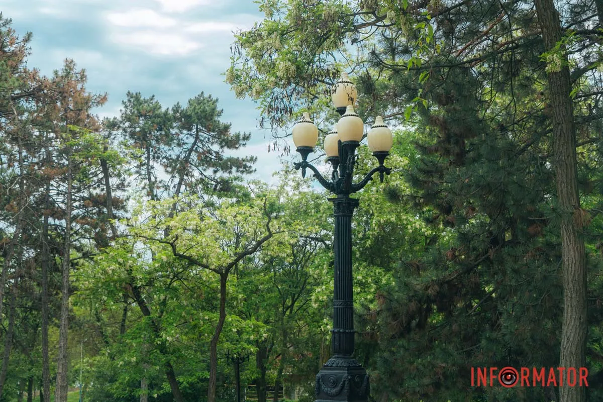 Цвітіння триває всього від кількох днів до двох тижнів Цвітіння триває всього від кількох днів до двох тижнів