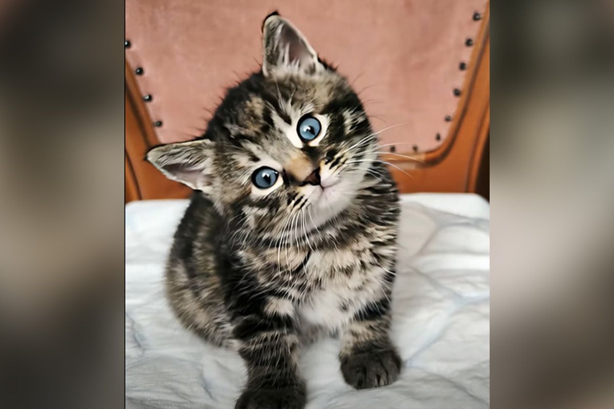 Кошенятко шукає сім'ю Кошенятко шукає сім'ю
