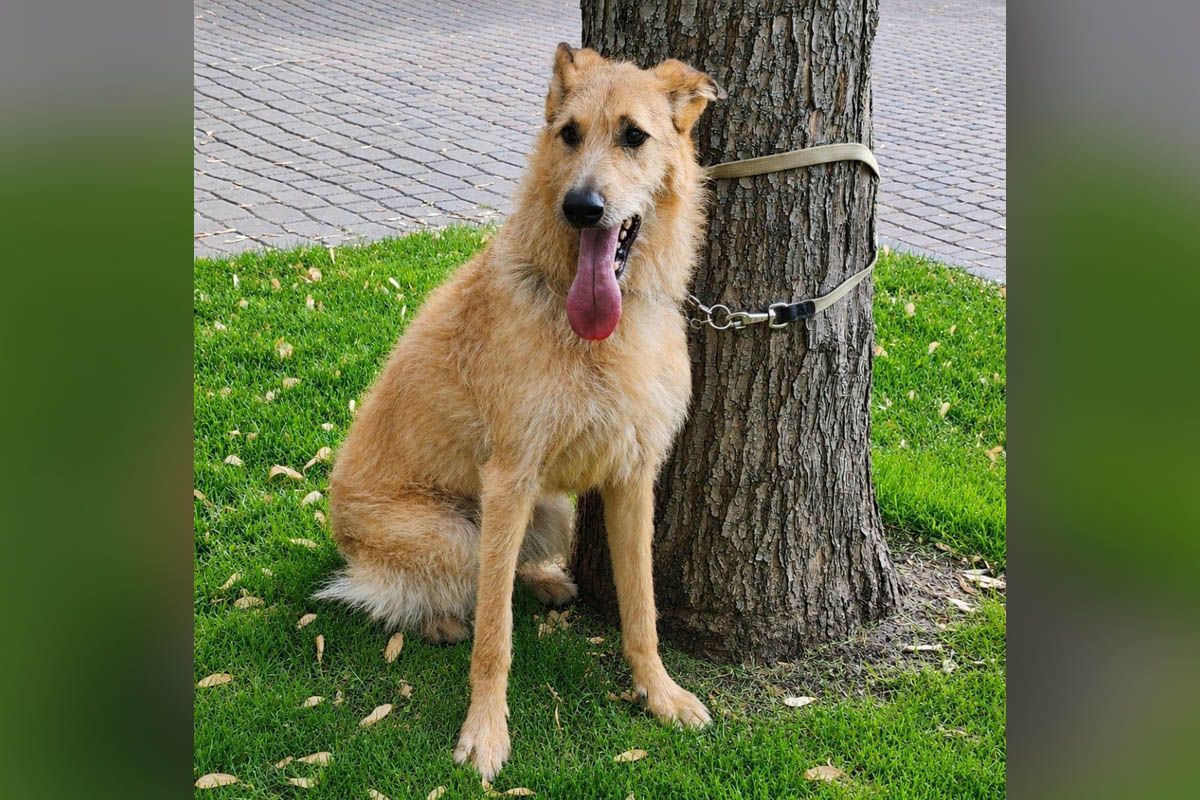 Бублик