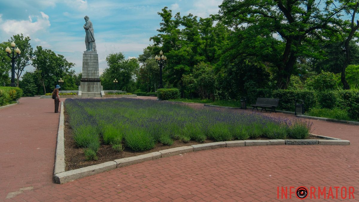 У Дніпрі на Монастирському острові квітне лаванда
