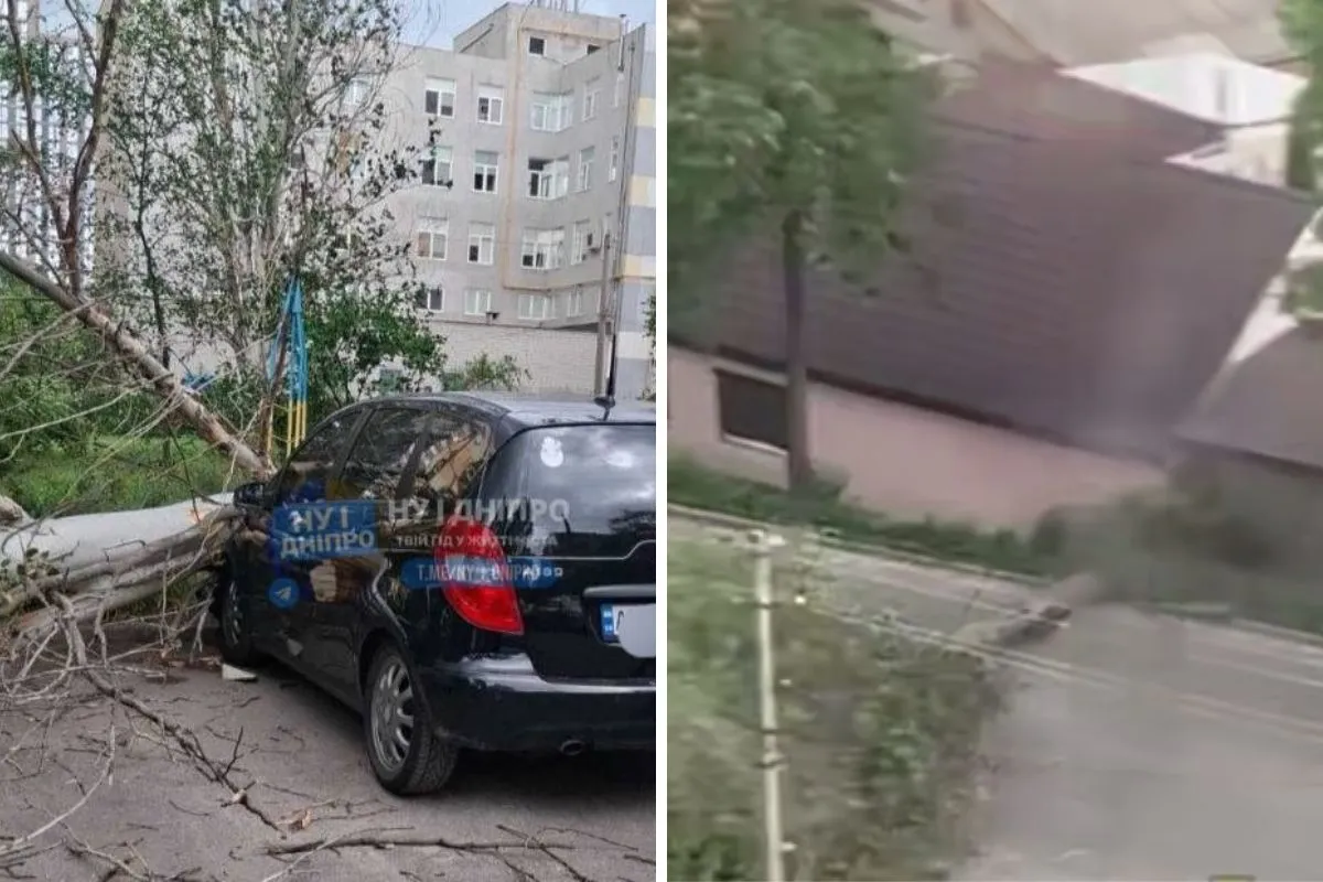 Інші дерева також зламала негода Інші дерева також зламала негода