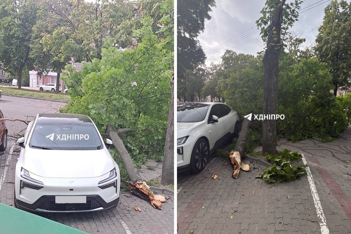 Дерево впало просто поруч з автівкою Дерево впало просто поруч з автівкою