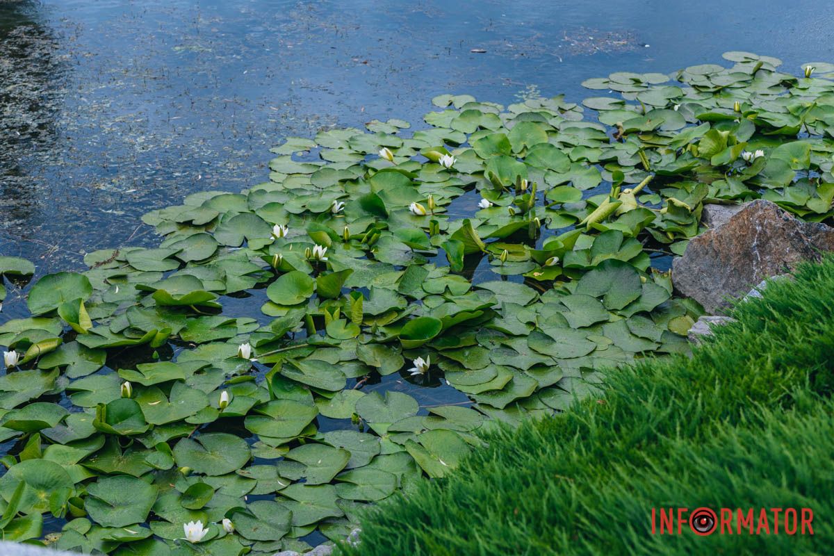 На тутешніх водоймах масово розквітли водяні лілії