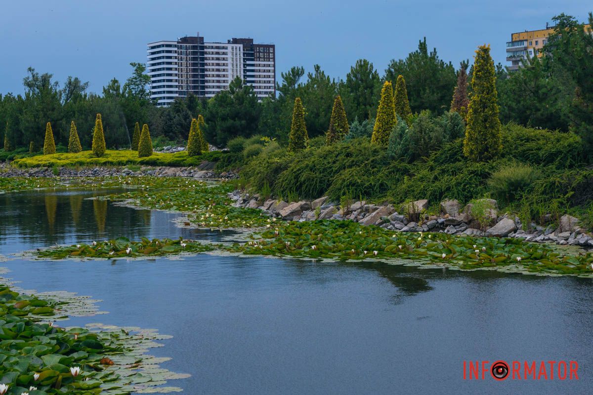 Лілії стали окрасою літнього пейзажу