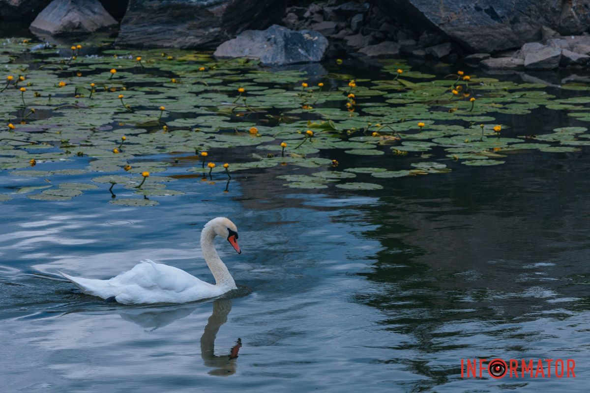Чудова локація для фотосесій