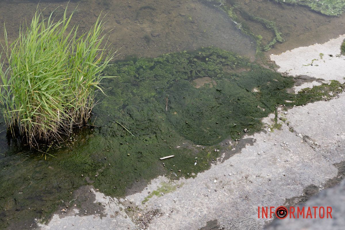 Наскільки чиста вода в річці та чому відбувається цвітіння Дніпра 7
