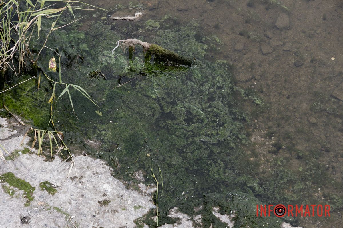 Наскільки чиста вода в річці та чому відбувається цвітіння Дніпра 8
